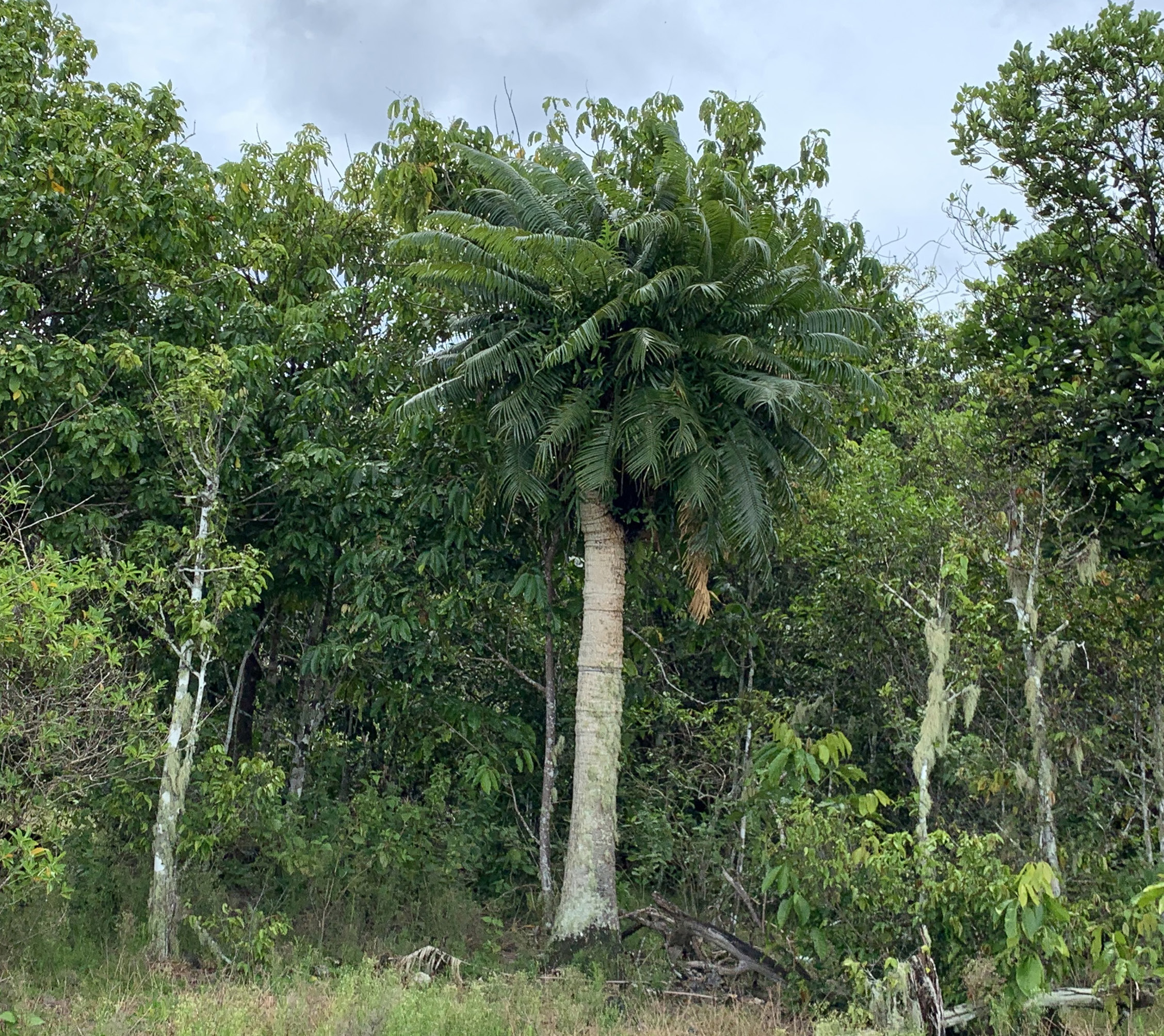 Figure - Cycas micronesica in North Ramp Area.jpg